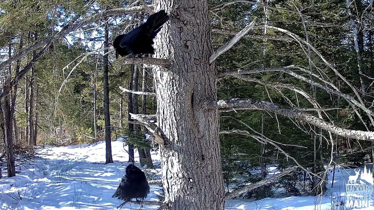 Ravens Up Close: 15 Minutes of Incredible Vocalizations & Behavior | Maine Wildlife