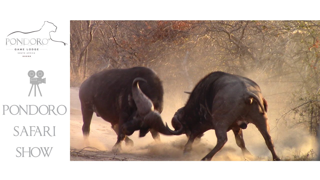 Buffalo bulls fighting - must see action