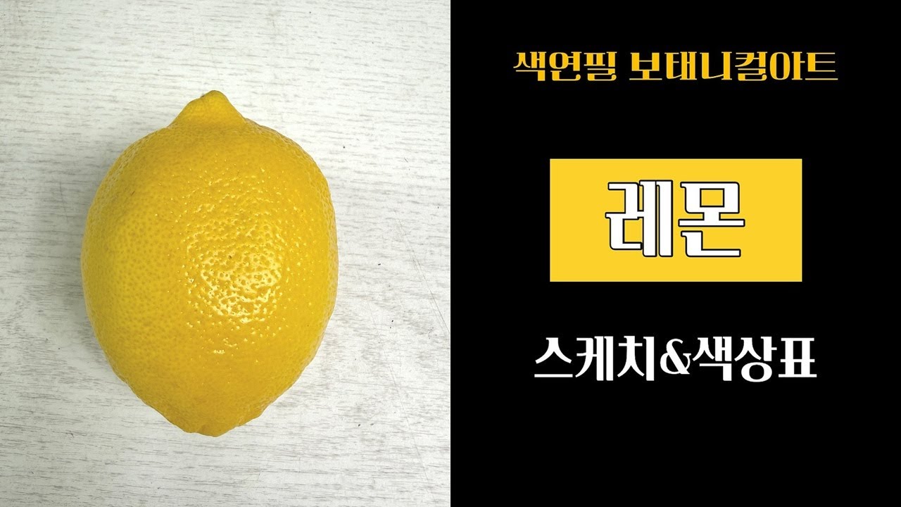 [보태니컬아트 라이브]상큼한 레몬 스케치&색상표/함께 관찰하고 디테일 살려서 스케치해요😊