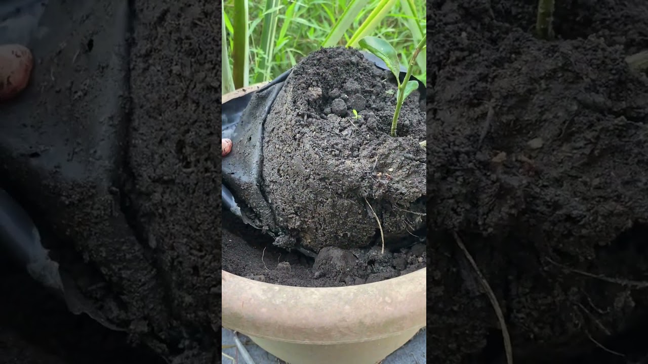 Alih Tanam Anak Pokok Limau Kasturi🌱🍊 & Tanam Pisang Lang🍌
