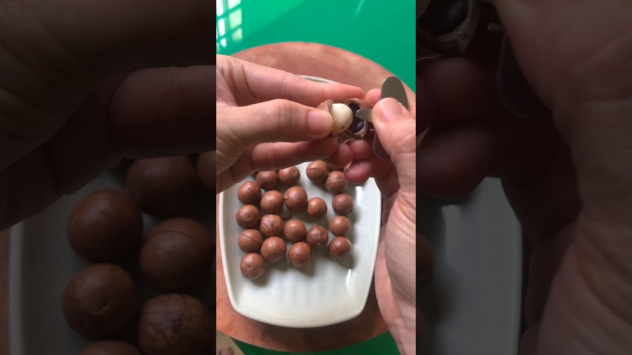 How to Crack Macadamia Nuts #food #cooking #shorts #viral #macadamia