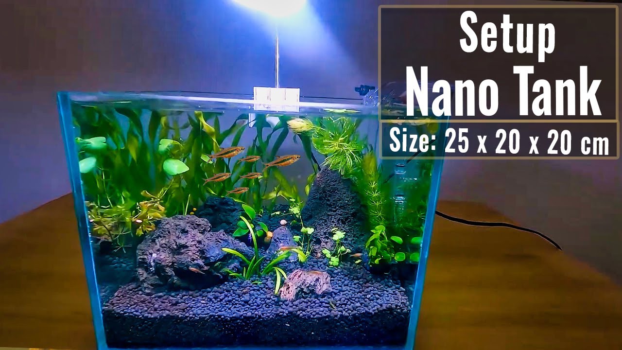 Mini tank setup for beginners simple low budget #1 | Shinark Aquascaper