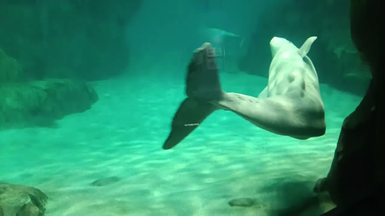名古屋水族館的白鯨