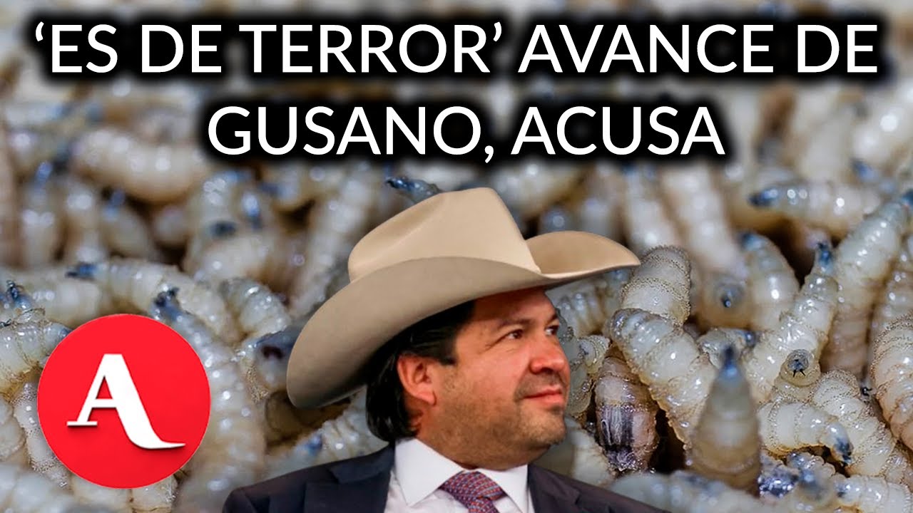 'Es de terror', dice ganadero sobre avance del gusano barrenador en México