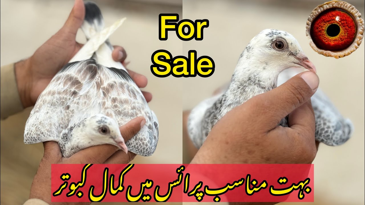 Racing Pigeons for Sale in Pakistan | Racing pigeon Sale