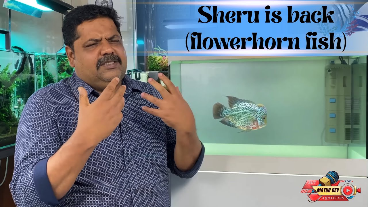 Why Flowerhorn Fish Are the Most Emotional Fish Ever | Musing with Mayur Dev (Pt 1)