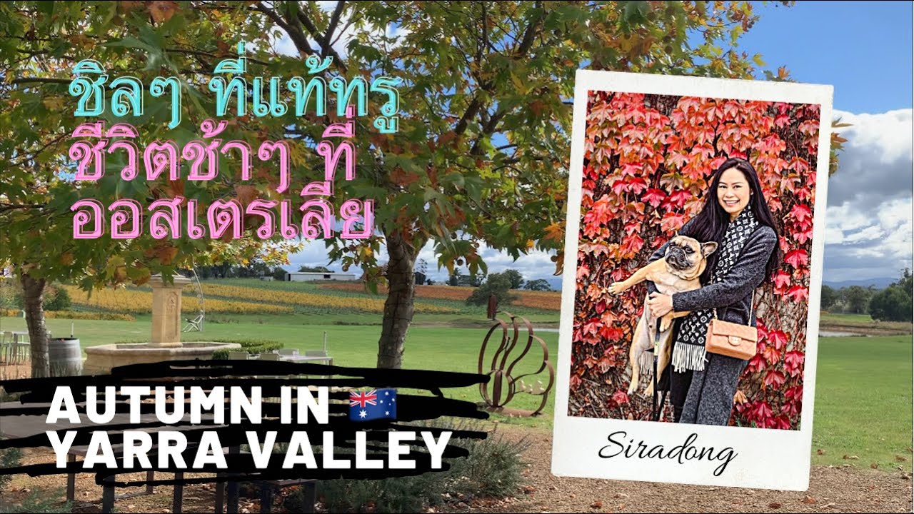 Sira พาชิม EP.3 😋 ชีวิตช้าๆ ชิลๆ ที่แท้ทรู ใบไม้เปลี่ยนสีที่ไร่ไวน์องุ่นที่ชอบมากที่สุดค่ะ 🍁🍷