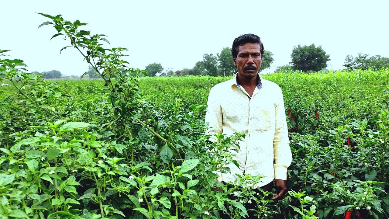 chilli farming in kannada,ಬ್ಯಾಡಗಿ ಮೆಣಸಿನಕಾಯಿ ಹೇಗೆ ಬೆಳೆಯೋದು? syngenta2043 byadagi ,#chillicultivation