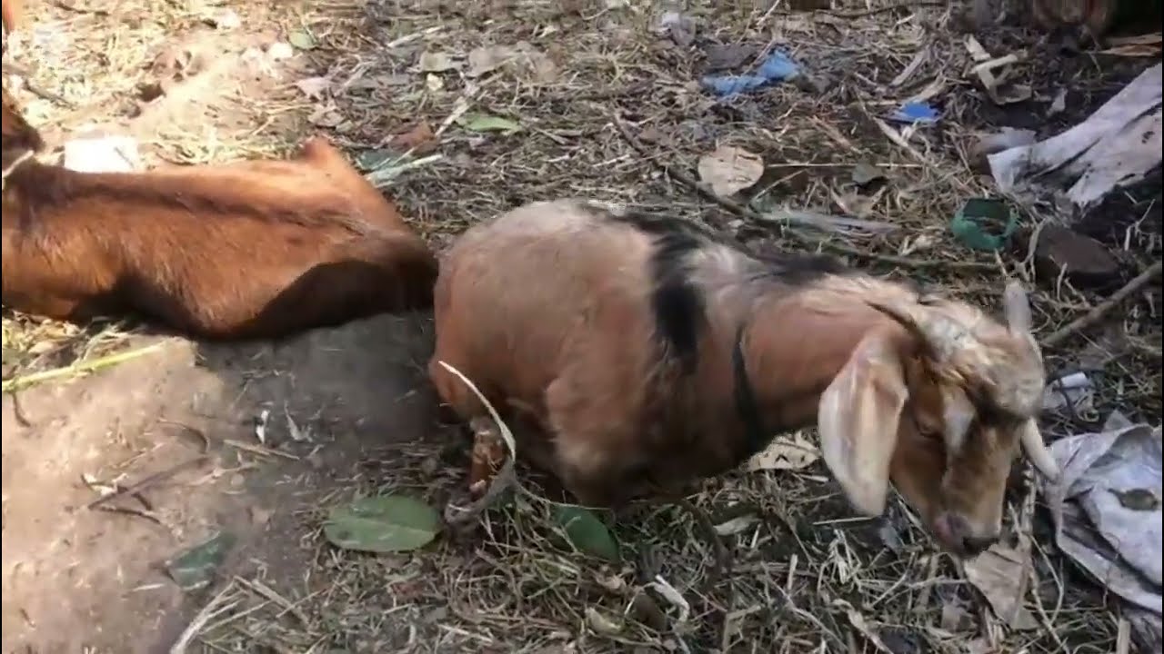 गरे के हुँदैन। नेपालमै  स्वदेशी उत्पादनलाई प्रायोरिटी दिउँ।
