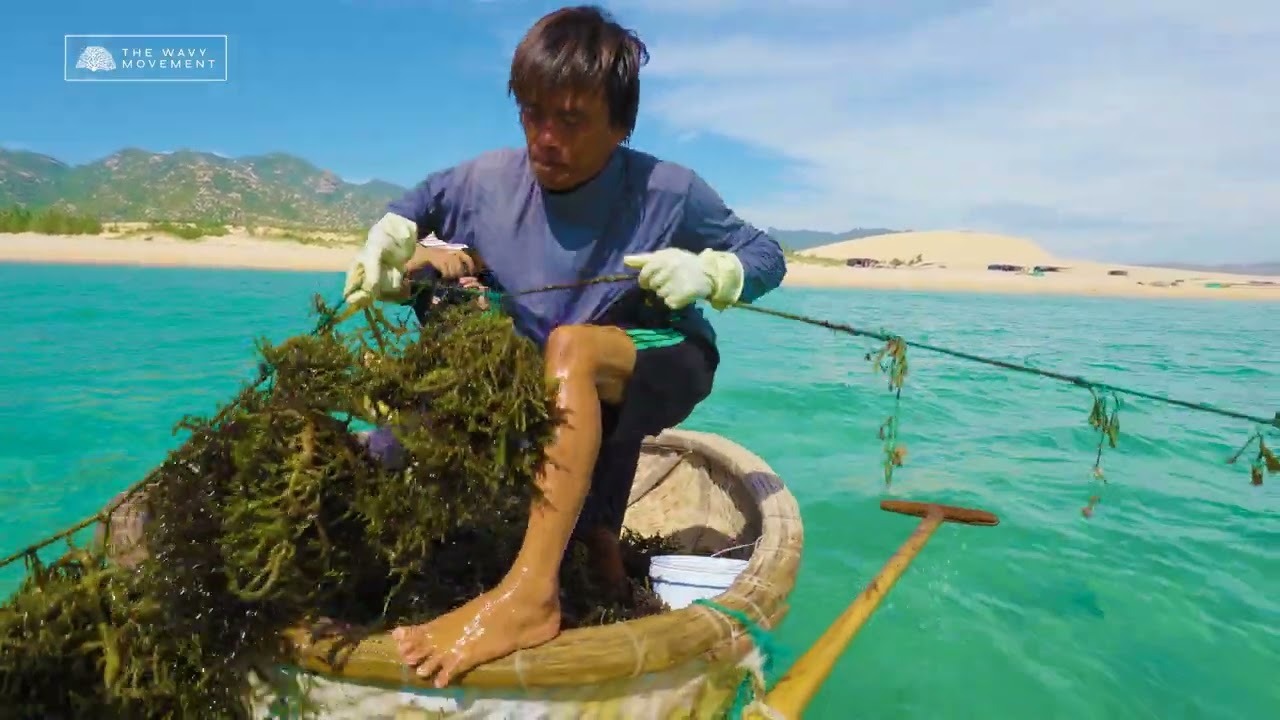 Watch us Grow Organic Sea Moss Sustainably