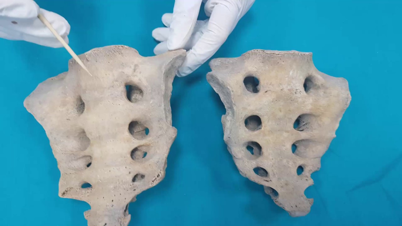 Ossa Pelvica|Os Sacrum Anatomi ve Columna Vertebralis Klinik Anatomisi