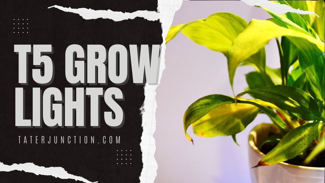 The Pros and Cons of T5 Grow Lights