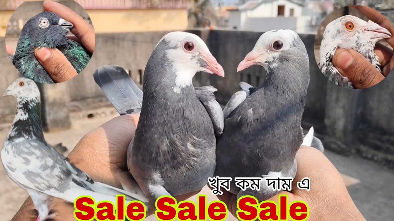 Mobile num- 6291439651 #Abluk baby # kalasobuj  # Fulsira # না দেখলে মিস করবেন # Vairal # vlog