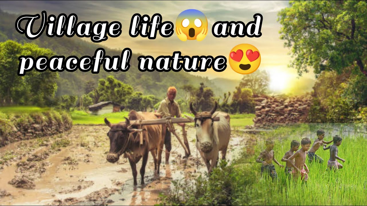 Village View and Peaceful nature and fresh air😍❤️|#village #farming #vlog#agriculture @Aavlogs46