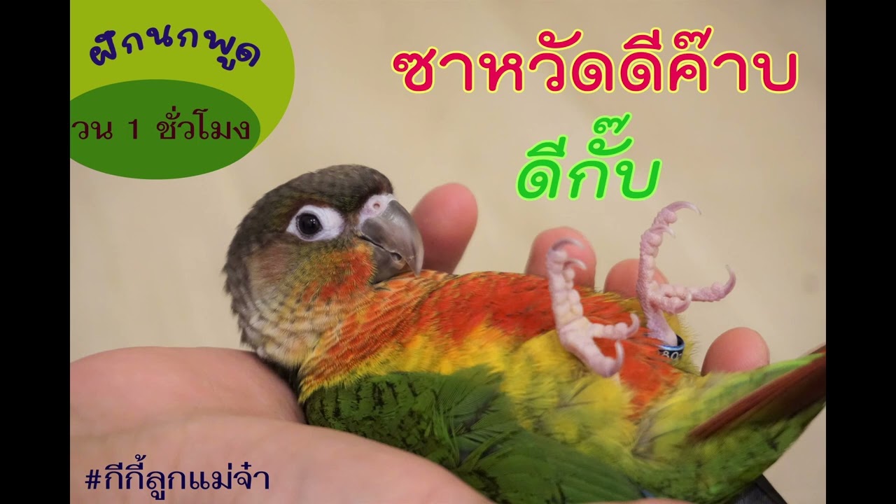 ฝึกนกพูด กรีนชีค green cheek conure  
