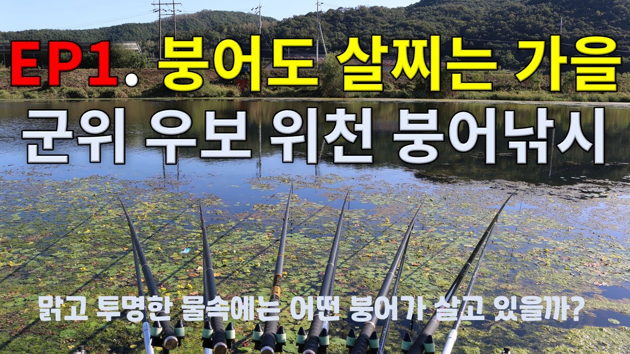 EP1. 붕어도 살찌는 가을, 군위 우보 위천 붕어낚시 / Crucian Carp Fishng