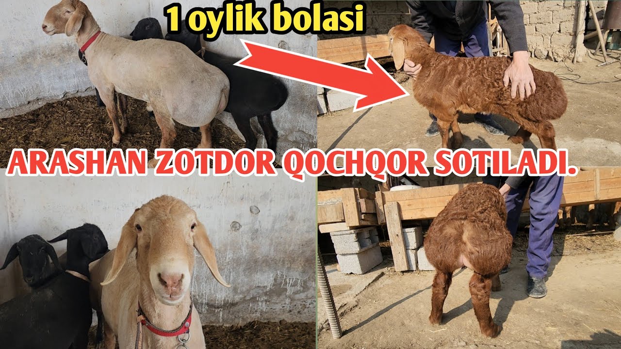 ARASHAN ZOTDOR QOCHQOR SOTILADI. NASIL OLMOQCHI BOLGAN CHORVA IDHQIBOZLARIGA.