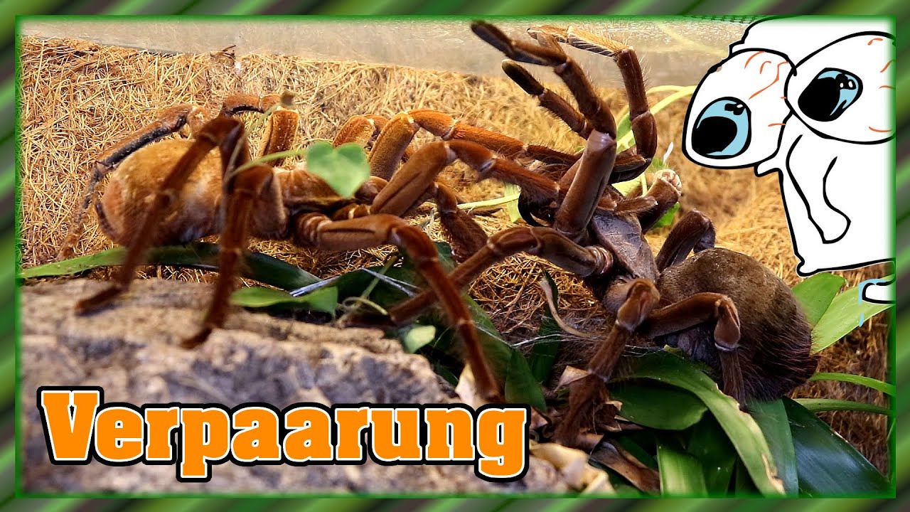 Theraphosa stirmi Verpaarung 😱 | Erfolg?!