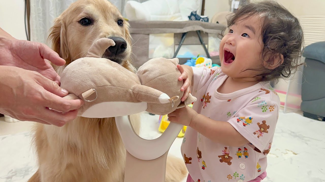 豆柴に1歳児のおもちゃを取られたと思い込み取り返しにいくゴールデンレトリバー