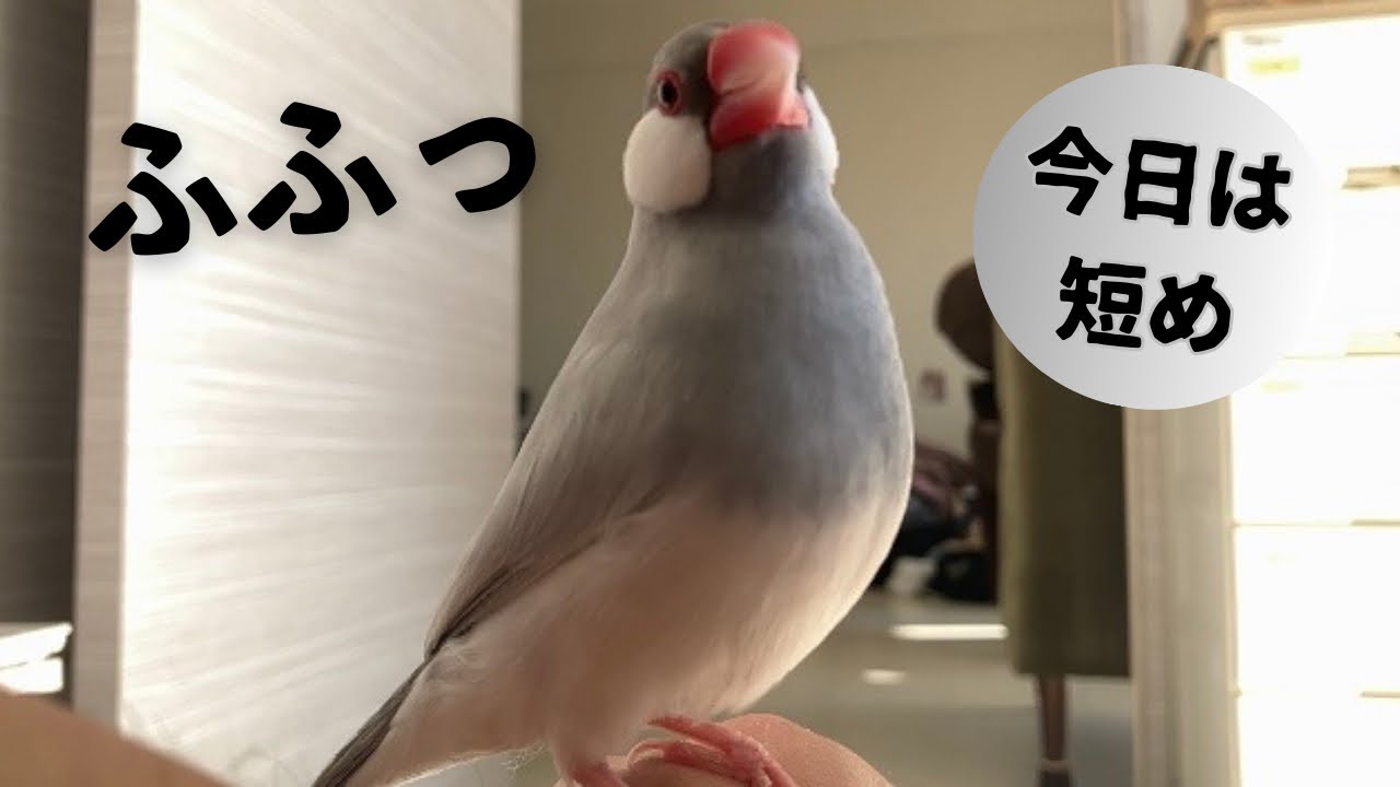 今日は定休日、思う存分文鳥に遊んでもらおう。(1/29)