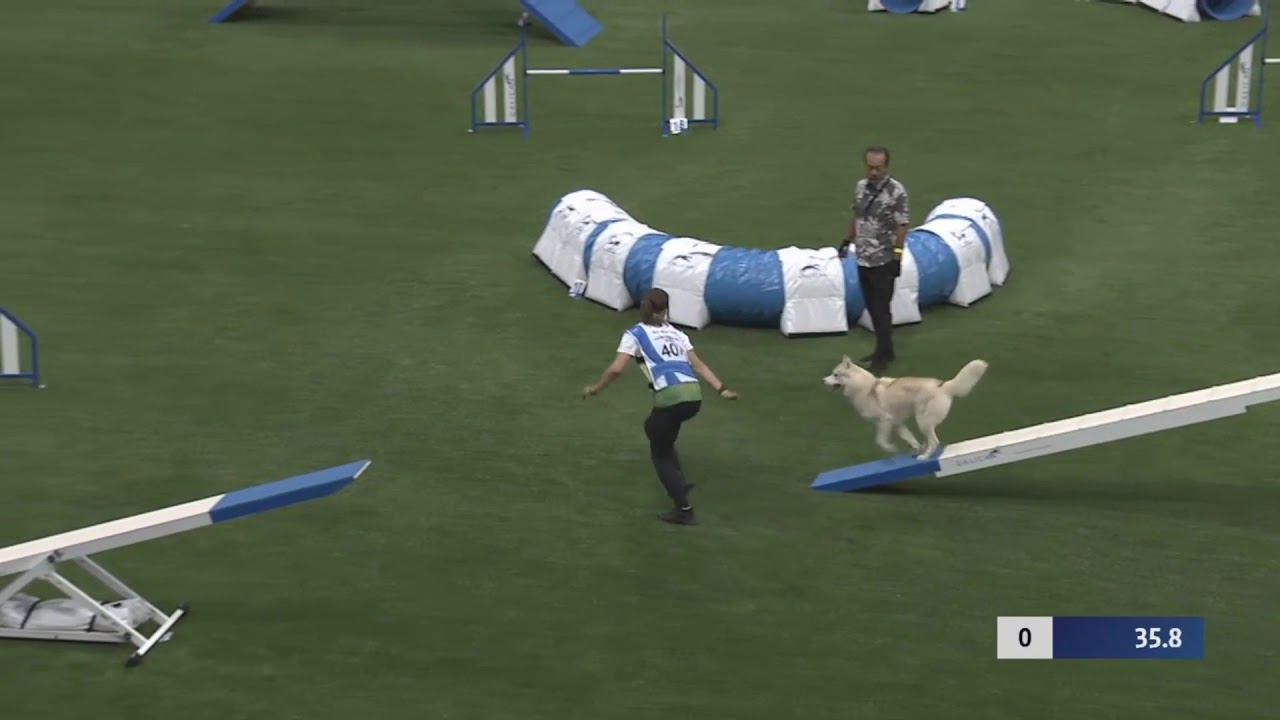 SIMON husky, bieg zespołowy agility, AWC Finlandia