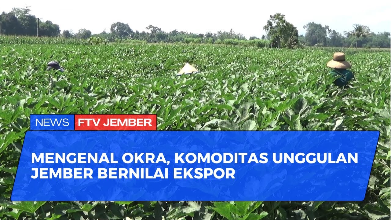 KOMODITAS OKRA JEMBER TEMBUS PASAR MANCANEGARA