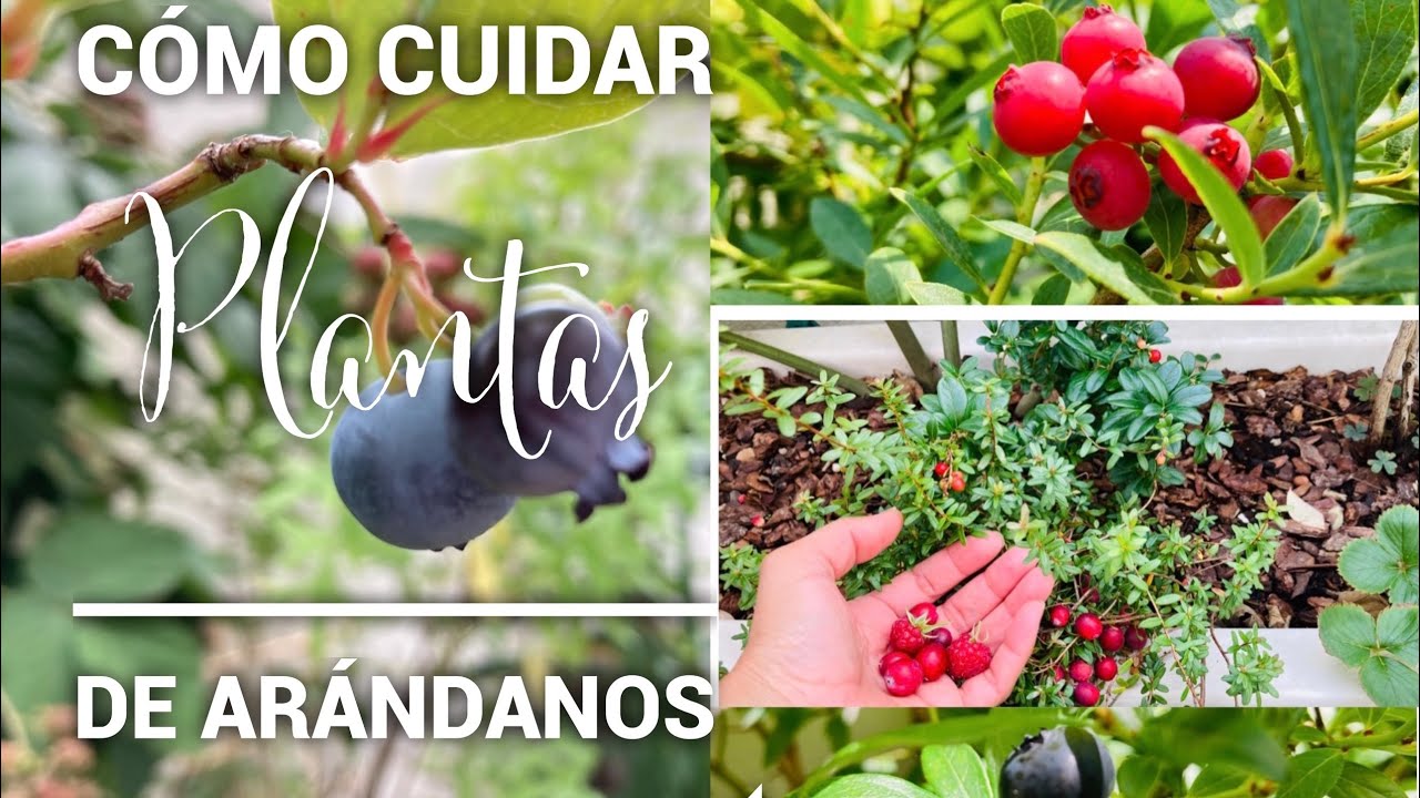 CÓMO CUIDAR PLANTAS DE ARÁNDANOS EN MACETAS🫐