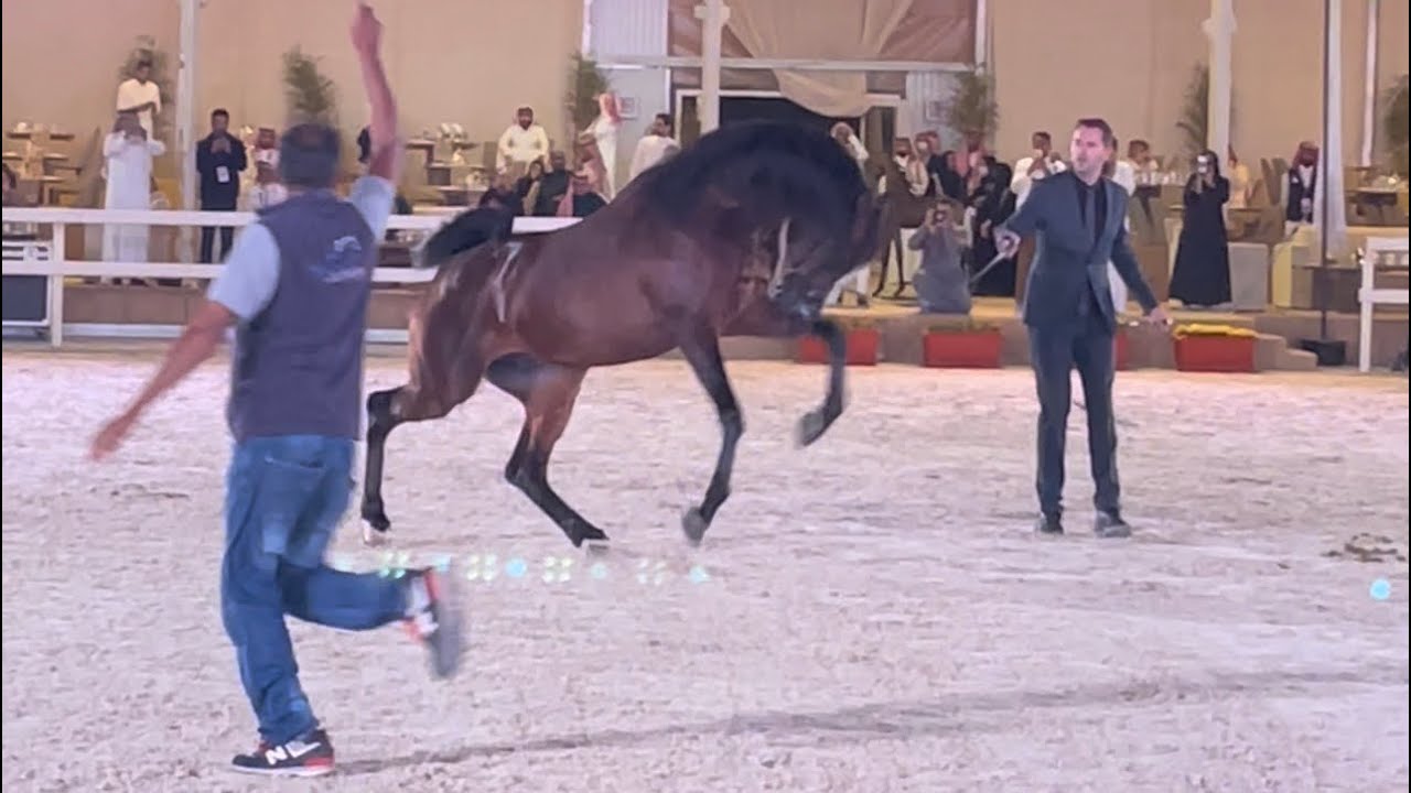 البطل الذي لم يهزم  2022