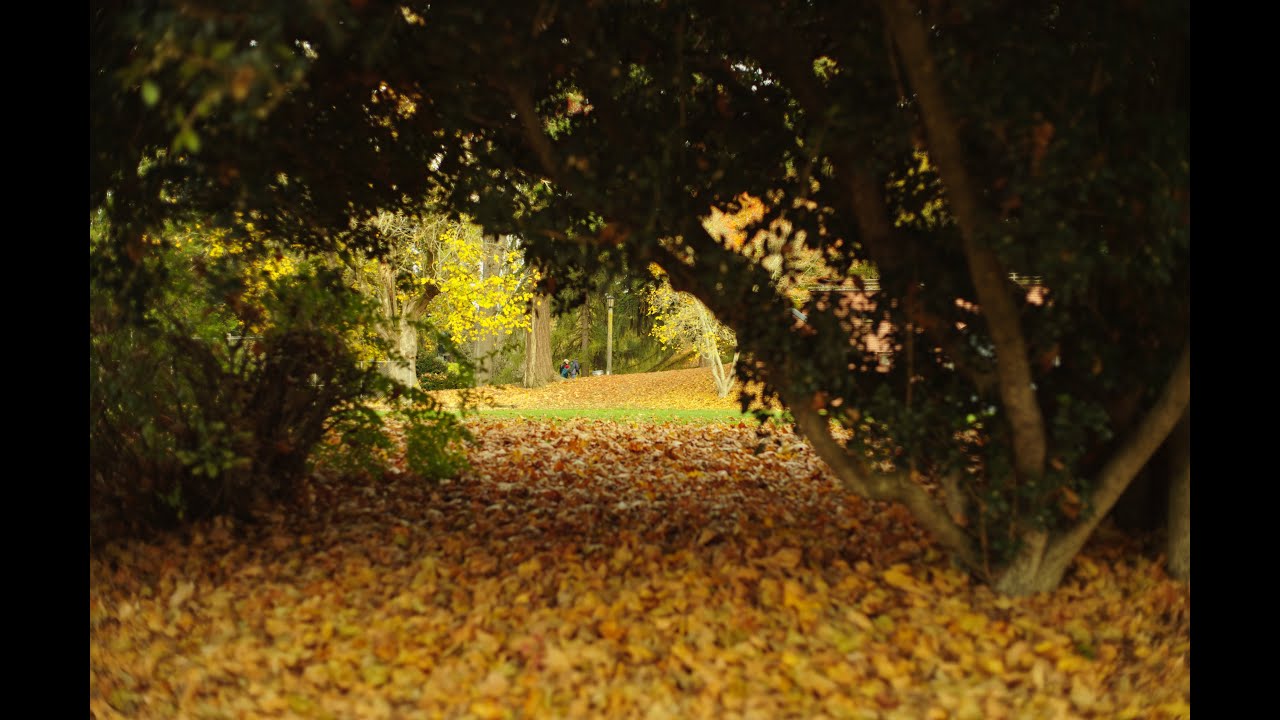 A Quiet Afternoon at Kenilworth Park (PYXIS 12K Footage)