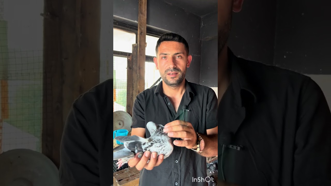 GÜVERCİNLERDE KURSAK ŞİŞMESİ NEDENLERİ VE TEDAVİ SÜRECİ İLE BİLGİLENMEK 