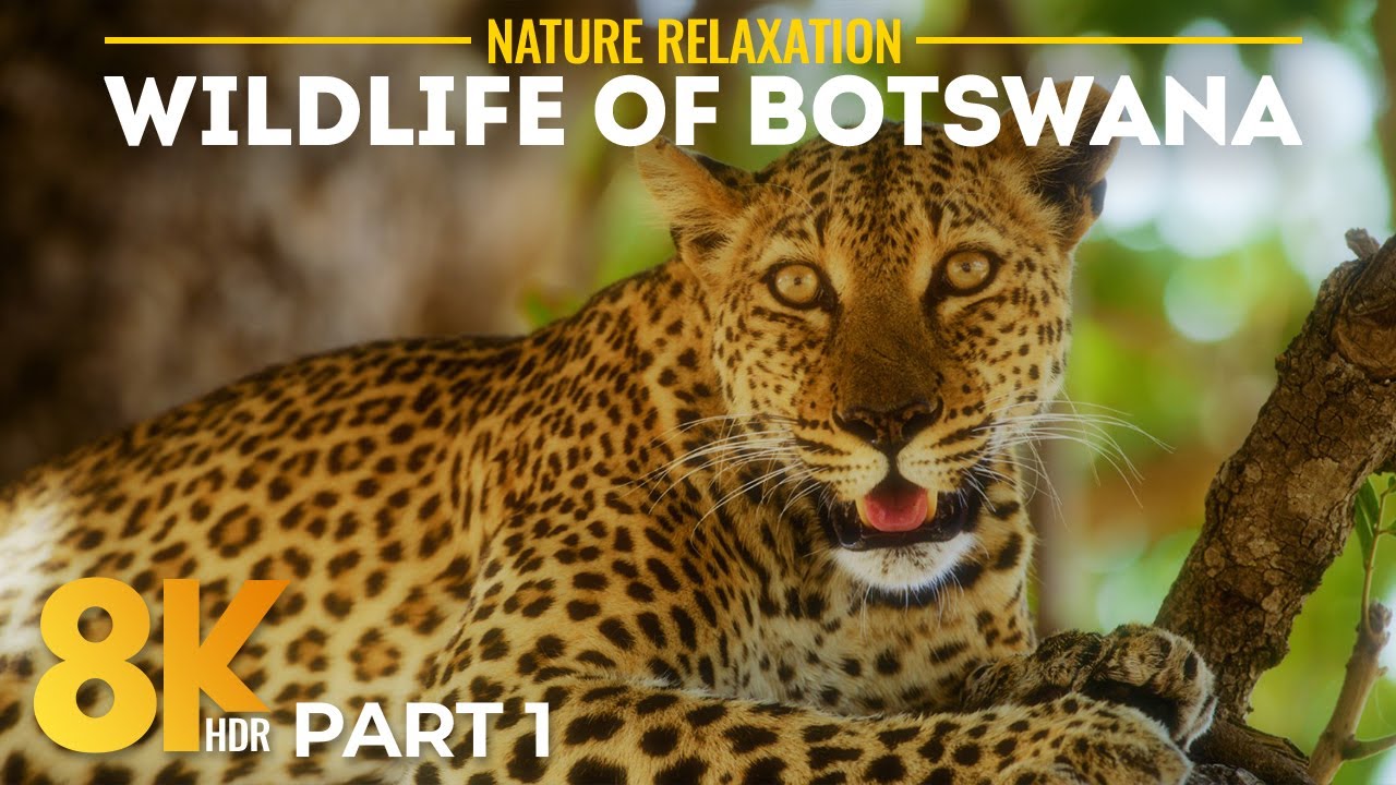 Fascinating African Wildlife in 8K HDR | A Calm Cinematic Safari in Botswana - Part 1