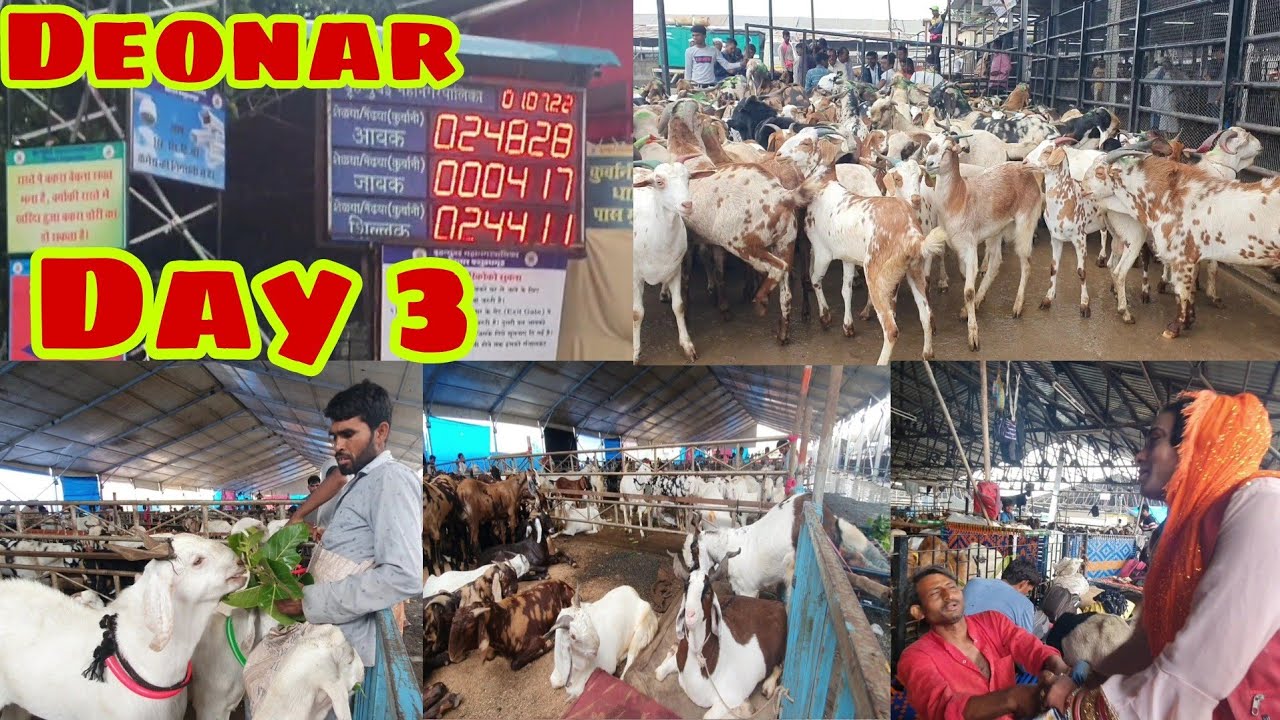 Deonar Main Saste Bakre | Naye Bakre Aaye Aaj | Barbare Bhi Aagaye | Deonar Bakra Mandi.