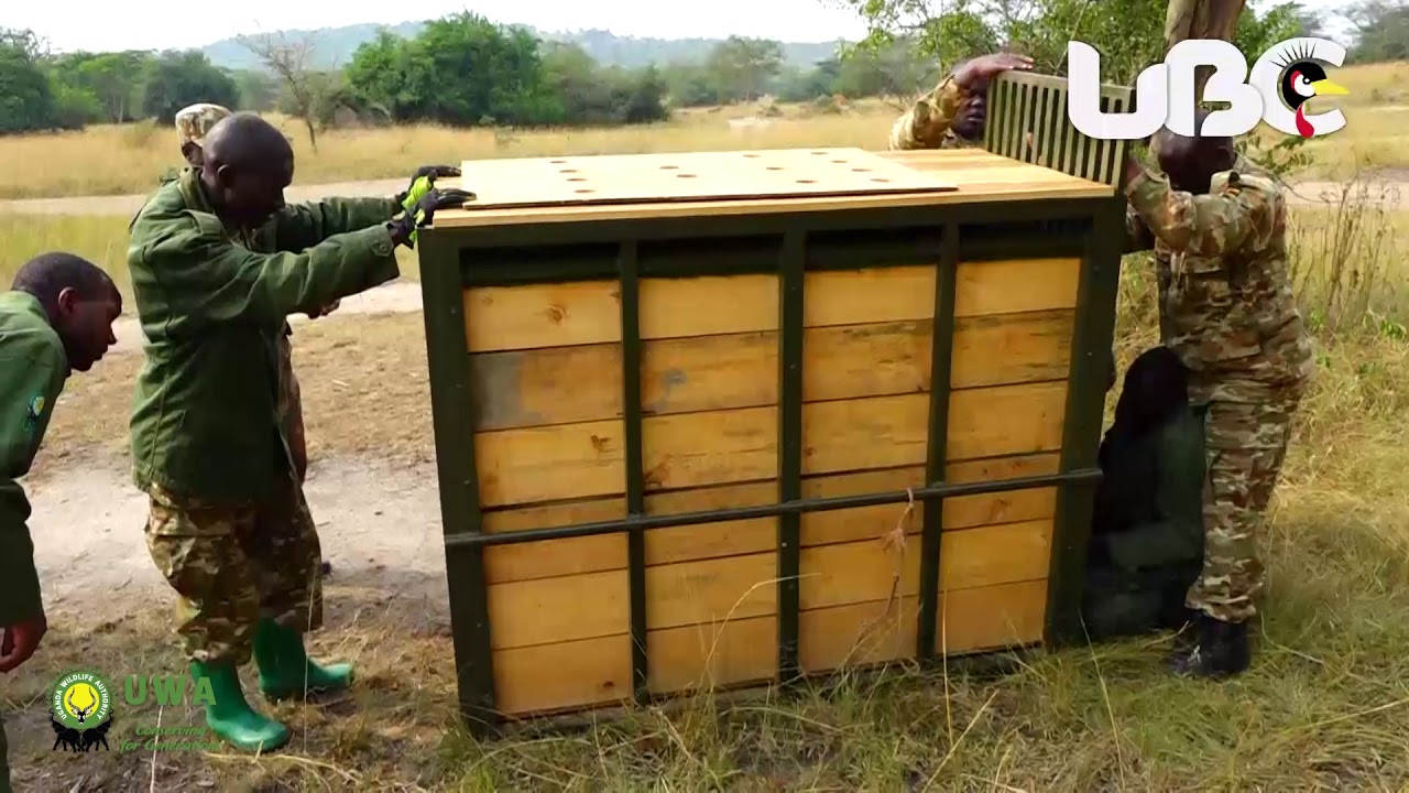 UWA Translocates Animals from Lake Mburo National Park to Katonga Wildlife Reserve
