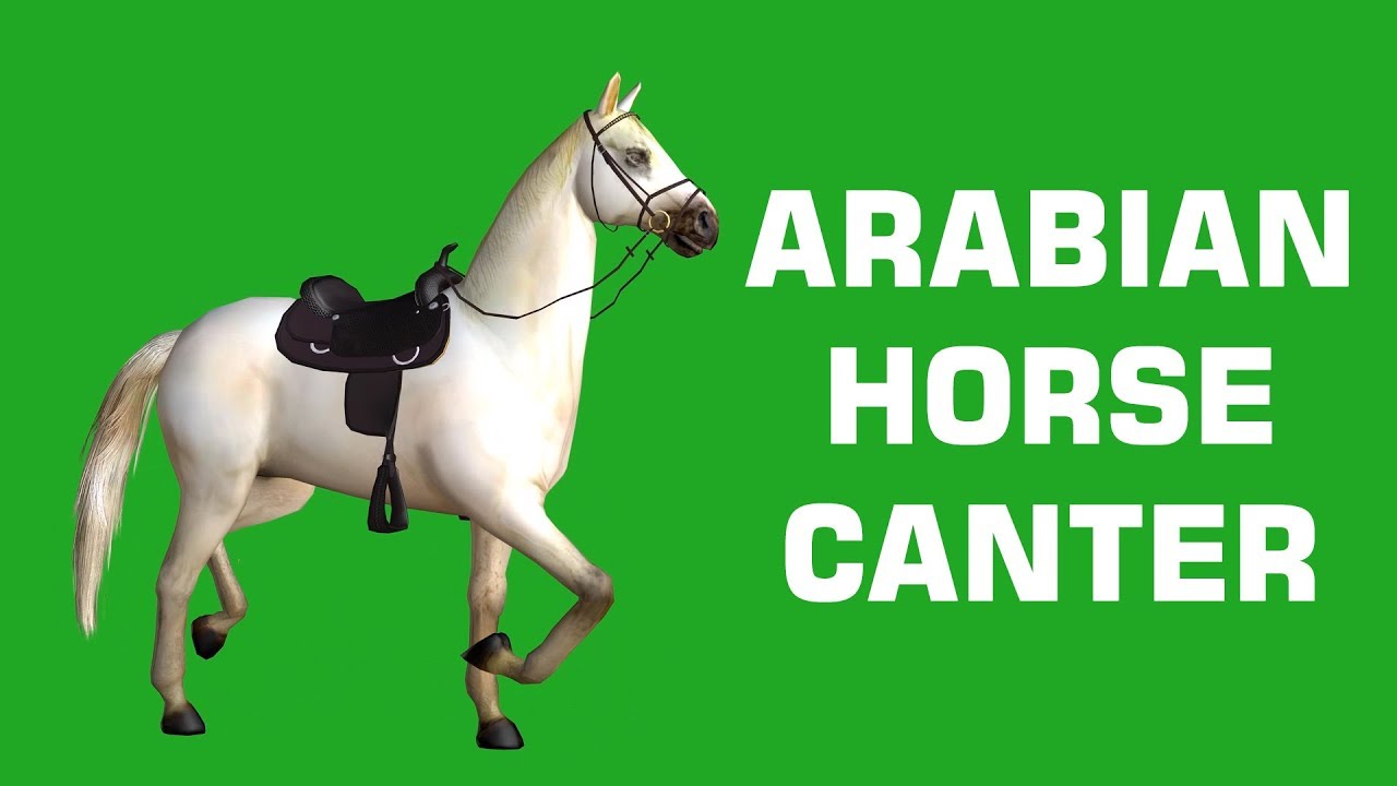 Green Screen Footage || Arabian Horse Canter 3D Animation || Gstudio Animations