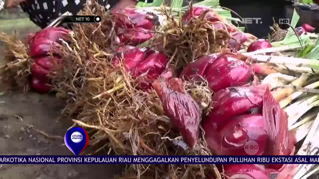 Budidaya Bawang Dayak - NET 10