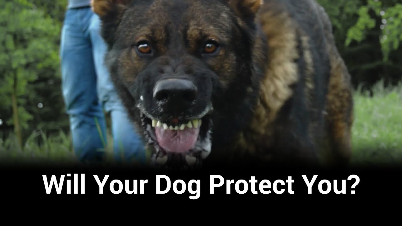 Sport Dogs vs. Real Protection Dogs