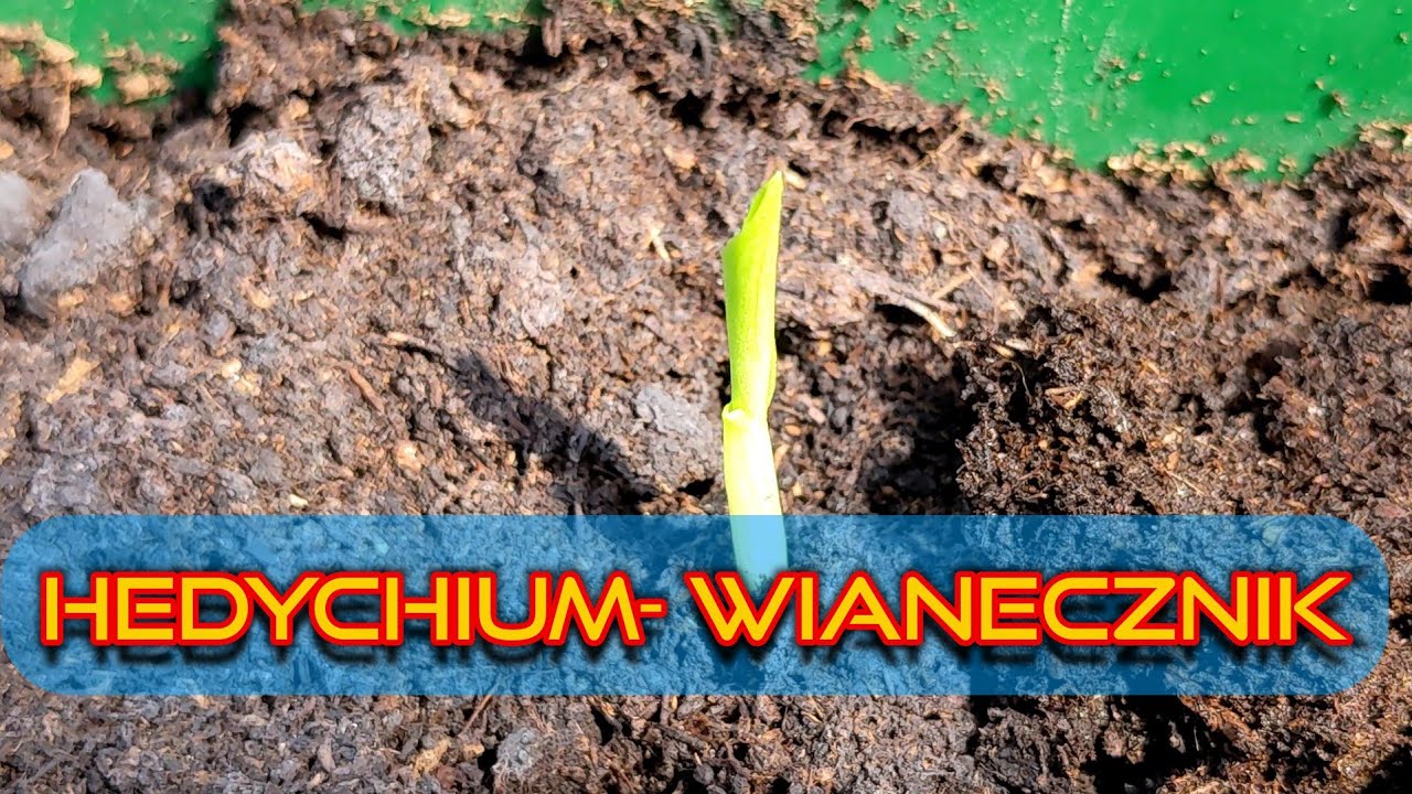 Wianecznik z nasion. Jaka ziemia, warunki uprawy, podlewanie, siewki. Hedychium