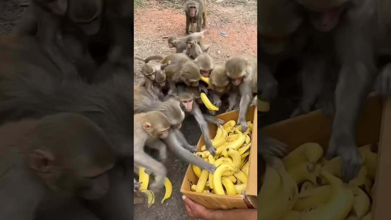 Голодные обезьяны едят бананы 🙊🍌 #обезьяна