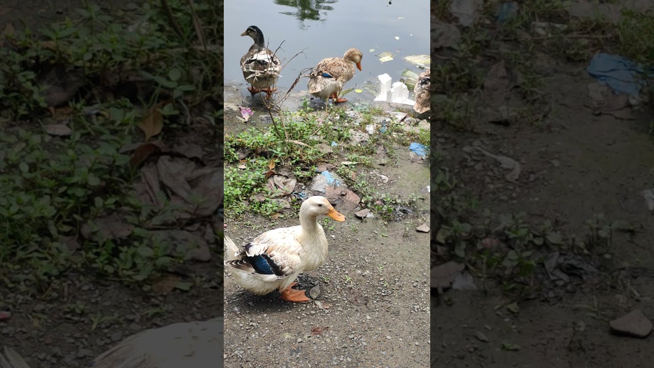 duck movement#short