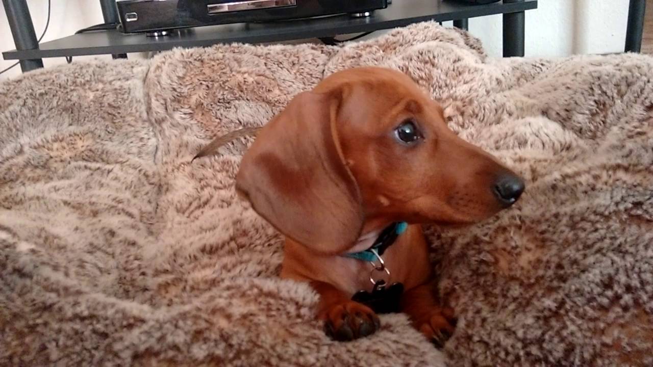 12 week old Buster the Miniature Dachshund tries peanut butter!