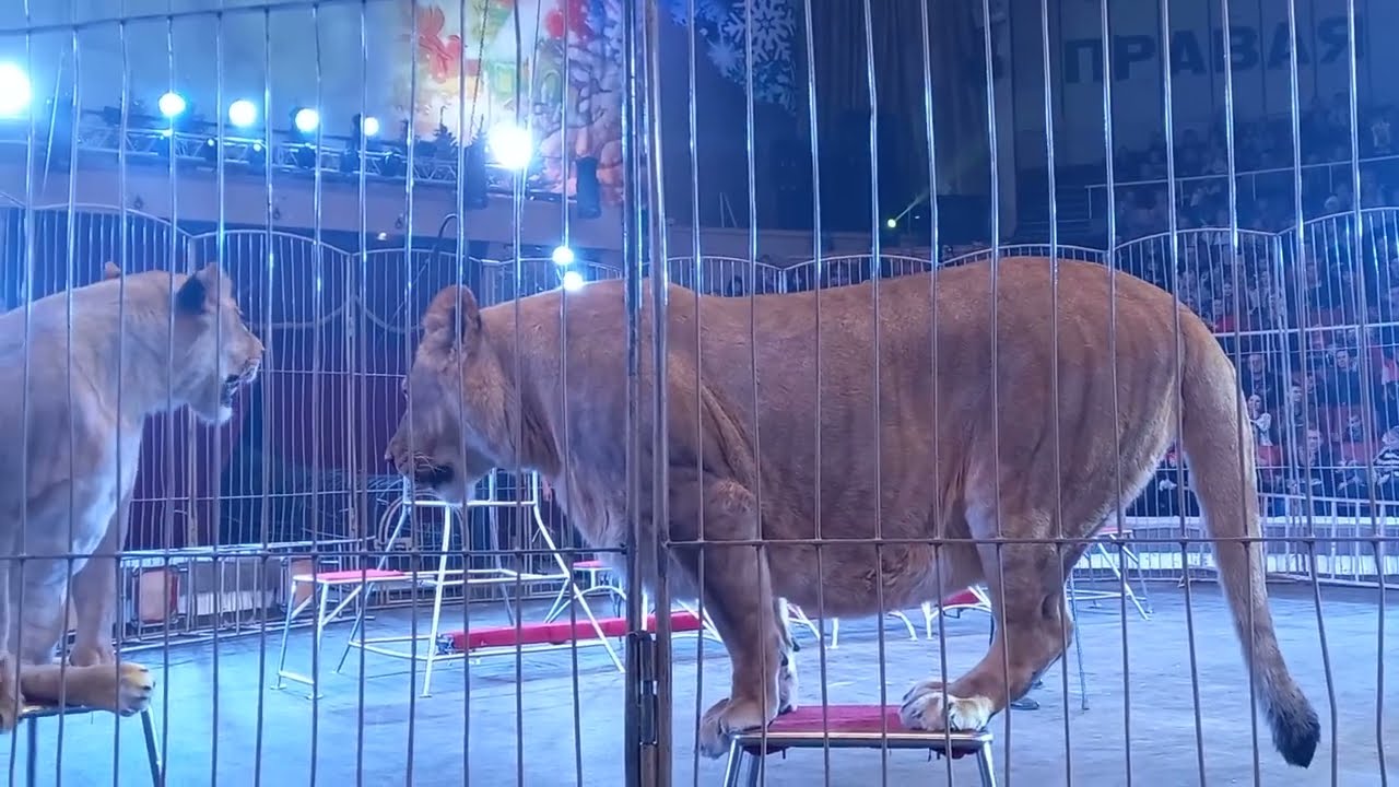 Шоу 
