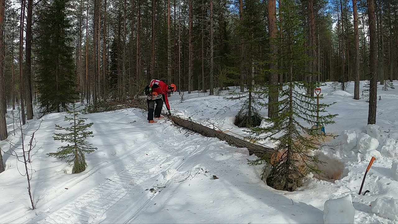 Hankintahakkuuta. Tukkirungon kaataminen ja kuljettaminen pois.