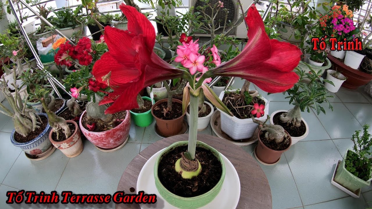 Chia Sẻ Kinh Nghiệm - Cách Trồng Cây Lan Huệ Phát Triển Nở Hoa / Hippeastrum