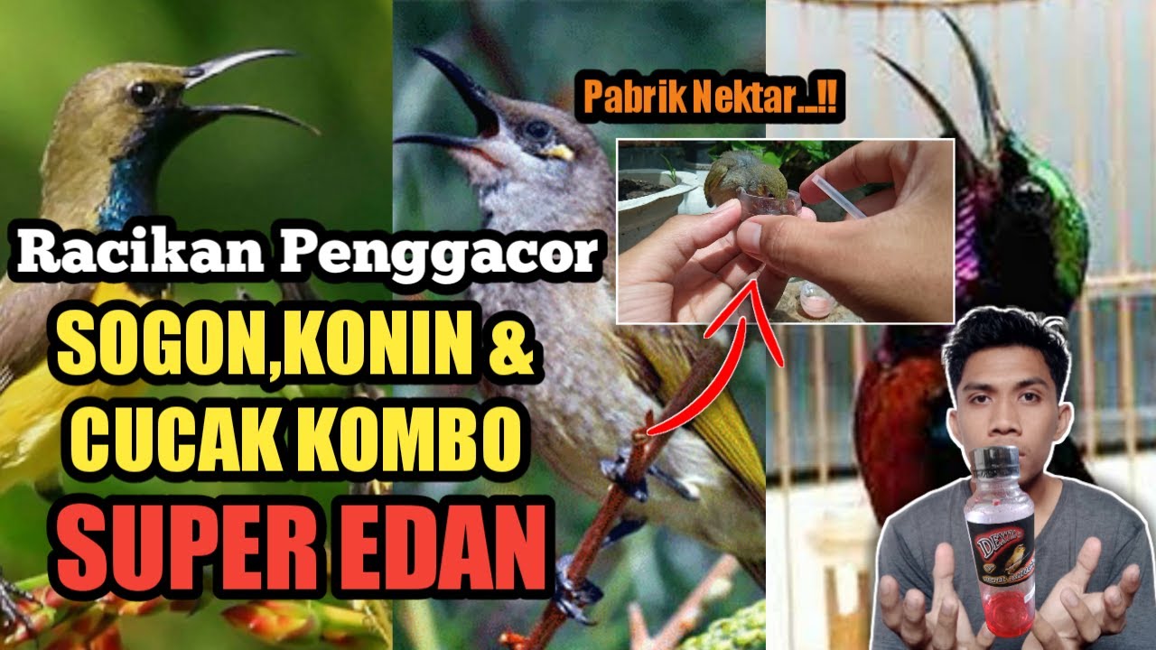 pakan racikan nektar DEXTRO 87 untuk burung sogon,kolibri,cucak kombo kecial kombok Gacor Dorr ❗❗