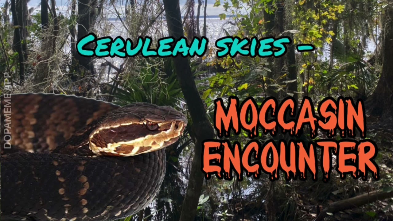 Cerulean Skies - Moccasin Encounter
