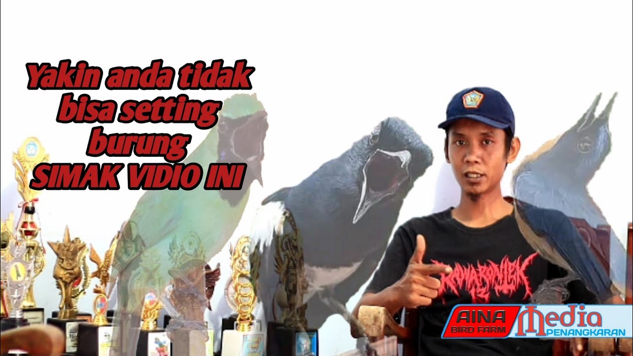 Cara Setting burung lomba