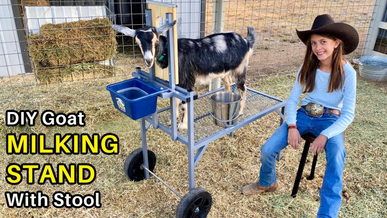 DIY Goat Milking Stand  -  How to Make it Overbuilt & Under-styled (aka painted gray ;)