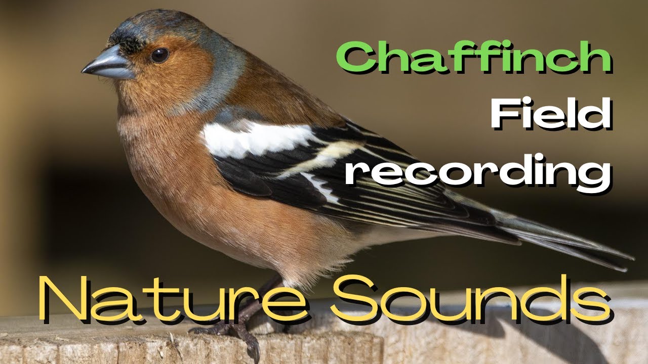 Cat TV : A Field Recording - Chaffinch : Beautiful Nature sounds - chaffinch sound effects.