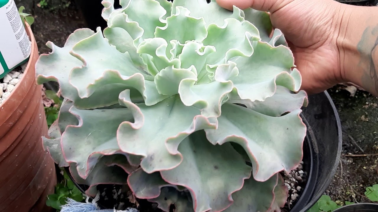 echeveria giant blue curls