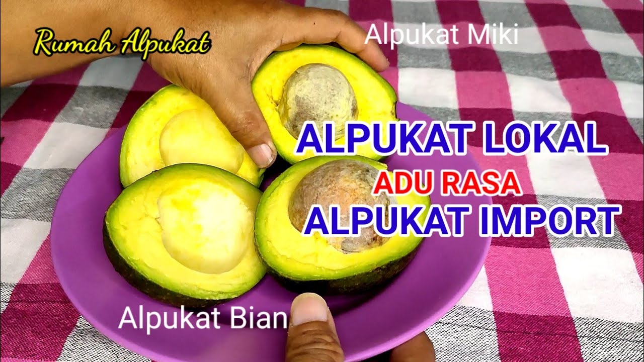 ADU RASA ALPUKAT LOKAL & ALPUKAT IMPORT